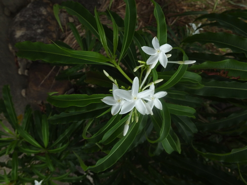 Image of Alstonia venenata by (c) Siddarth Machado, some rights reserved (CC BY)