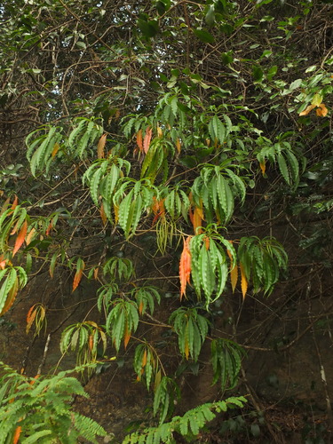 Image of Alstonia venenata by (c) Siddarth Machado, some rights reserved (CC BY)