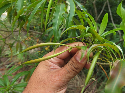 Image of Alstonia venenata by (c) Siddarth Machado, some rights reserved (CC BY)
