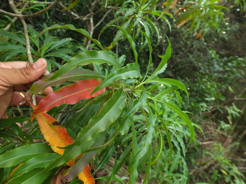 Image of Venenous Alstonia (Alstonia venenata) by (c) Siddarth Machado, some rights reserved (CC BY)