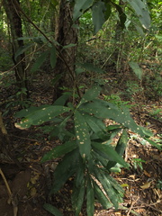 Ancistrocladus heyneanus