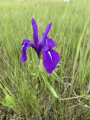 Iris laevigata