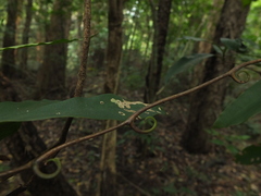 Ancistrocladus heyneanus
