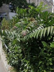 Ailanthus altissima