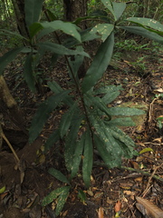 Ancistrocladus heyneanus