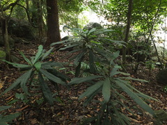 Ancistrocladus heyneanus
