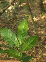 Antiaris toxicaria