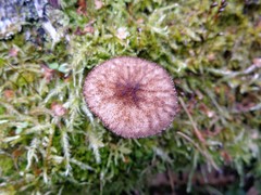 Pluteus umbrosus