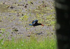 Halcyon cyanoventris