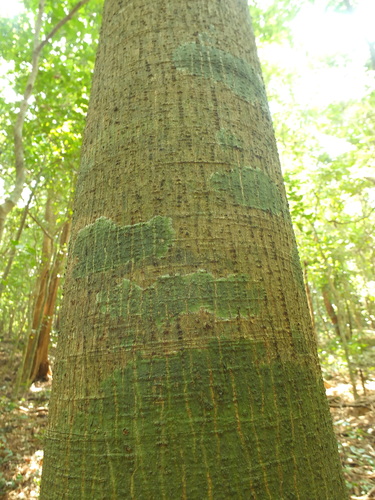 Image of Antiaris toxicaria by (c) Siddarth Machado, some rights reserved (CC BY)