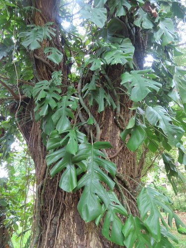 Rhaphidophora pertusa, photograph 6