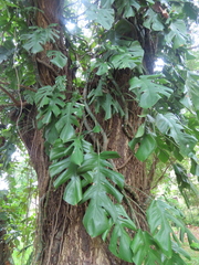 Rhaphidophora pertusa, photograph (c) Navaneeth Sini George, some rights reserved (CC BY)