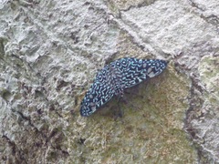 Hamadryas belladonna