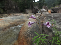 Asystasia travancorica