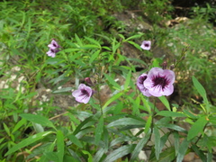 Asystasia travancorica