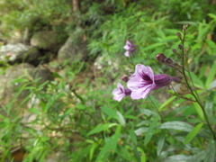 Asystasia travancorica