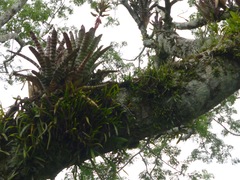 Aechmea zebrina