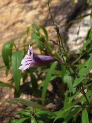 Asystasia travancorica