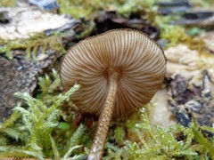 Pluteus umbrosus