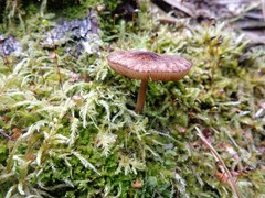 Pluteus umbrosus