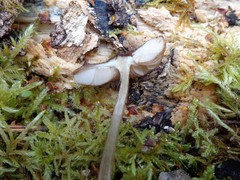 Pluteus umbrosus
