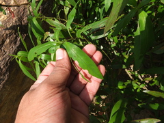 Asystasia travancorica