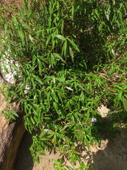 Asystasia travancorica