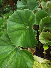 Begonia floccifera