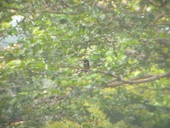 Pteroglossus pluricinctus