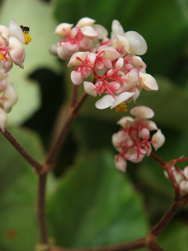 Begonia floccifera, photograph 2