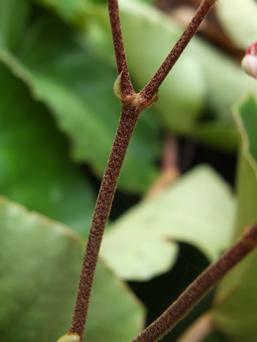 Begonia floccifera, photograph 3