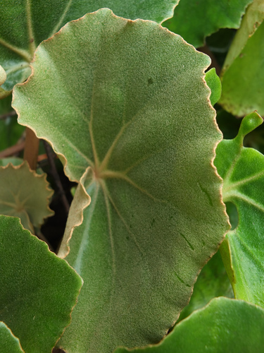Begonia floccifera, photograph 4