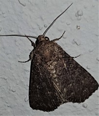 Condica illecta