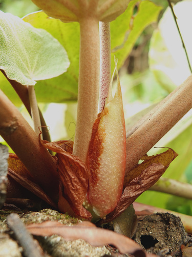 Begonia floccifera, photograph 5