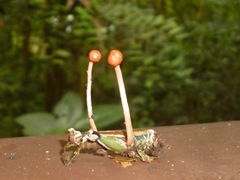 Paraisaria amazonica