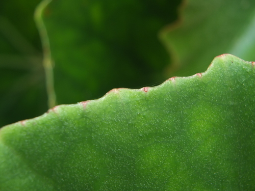 Begonia floccifera, photograph 6