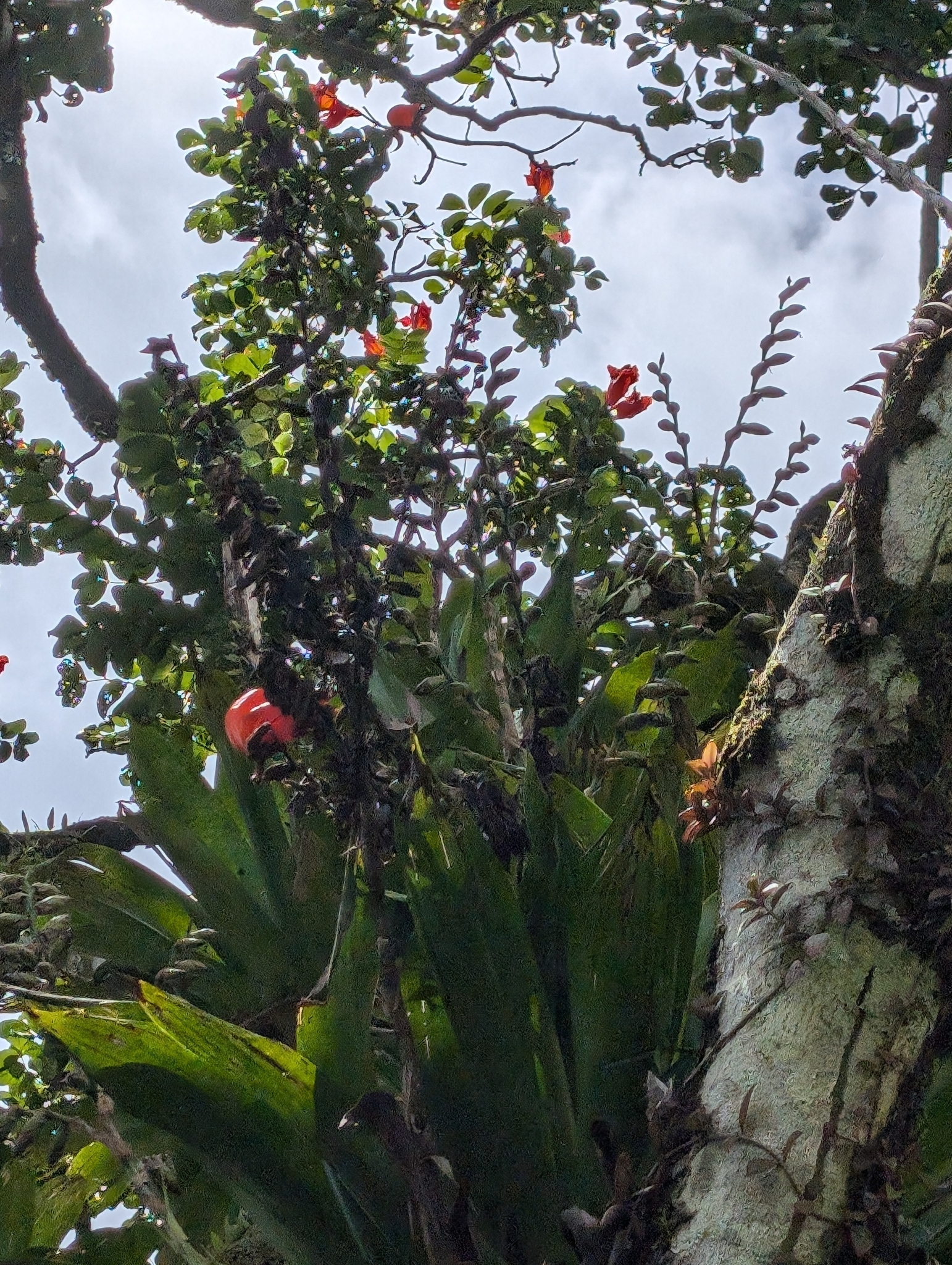 Imagem de Bromélia-gigante