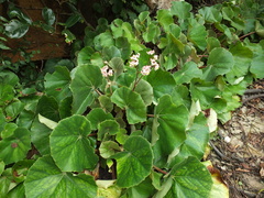 Begonia floccifera