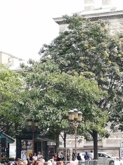 Catalpa bignonioides