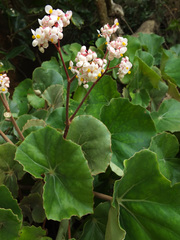 Begonia floccifera