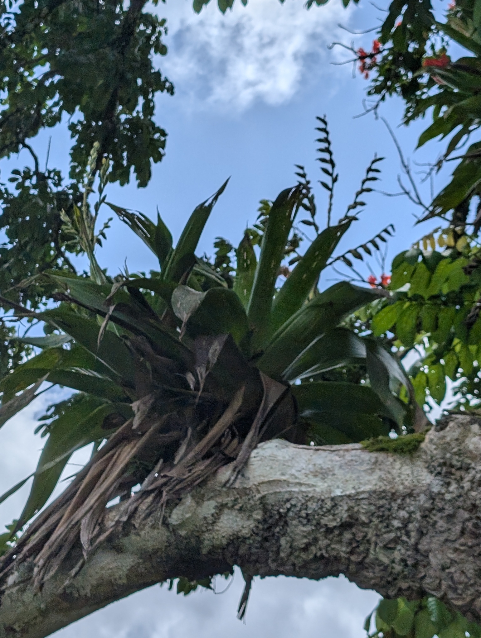Imagem de Bromélia-gigante