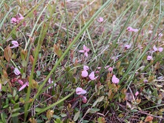 Vaccinium microcarpum
