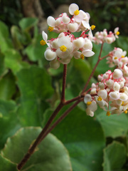 Begonia floccifera