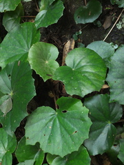 Begonia floccifera