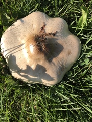 Agaricus