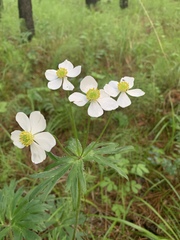 Anemonastrum crinitum