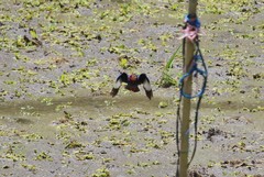 Halcyon cyanoventris