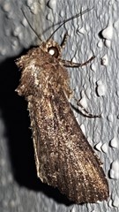 Condica illecta