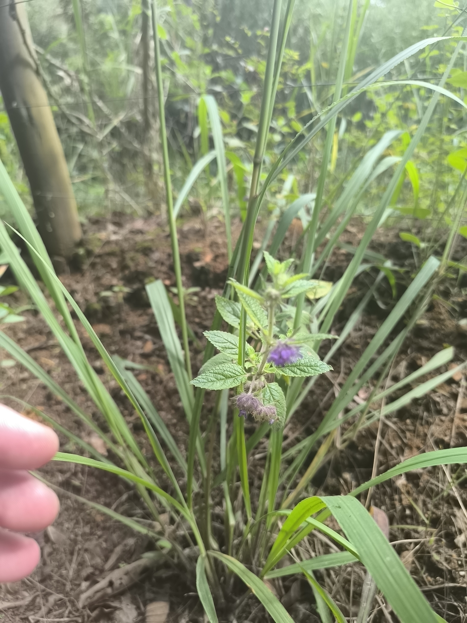 Imagem de Hortelã do campo