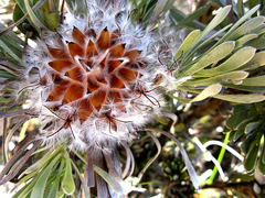 Leucadendron album